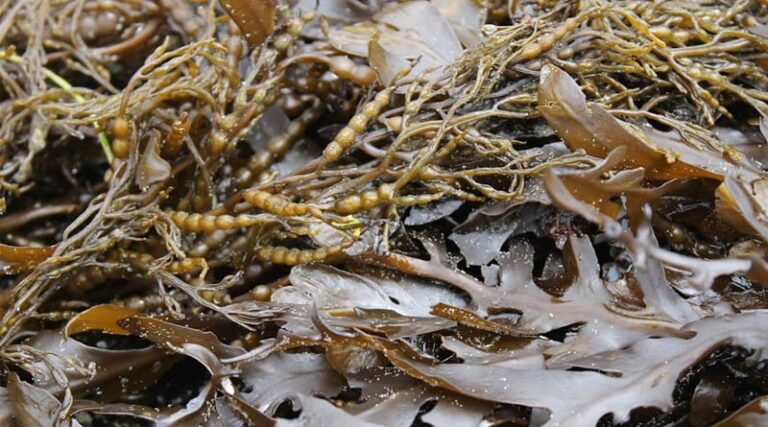 Seaweed Polysaccharides: India’s Sustainable Answer to Plastic Pollution