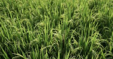 India’s Summer Crop Sowing Rises to 72.30 Lakh Hectares as Pulses, Oilseeds Lead Growth