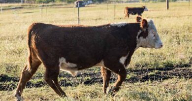 Cattle Chat: Weighing genetic risk and reward