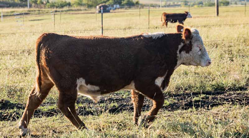 Cattle Chat: Weighing genetic risk and reward