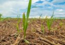 Integrated Nutrition, Biologicals and Physiological Activators Raise Plant Cane Productivity by Up to 10 t/ha, Studies Show
