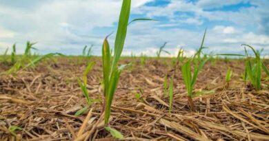 Integrated Nutrition, Biologicals and Physiological Activators Raise Plant Cane Productivity by Up to 10 t/ha, Studies Show Integrated Nutrition, Biologicals and Physiological Activators Raise Plant Cane Productivity by Up to 10 t/ha, Studies Show