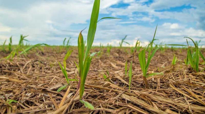 Integrated Nutrition, Biologicals and Physiological Activators Raise Plant Cane Productivity by Up to 10 t/ha, Studies Show
