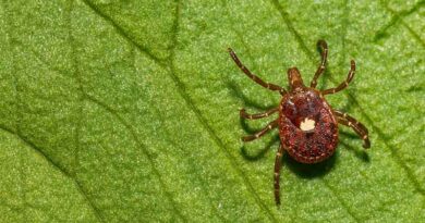 Tick, Tick, Tick: It’s That Time Of Year To Be On The Lookout For Blood-sucking Parasite