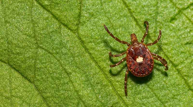 Tick, Tick, Tick: It’s That Time Of Year To Be On The Lookout For Blood-sucking Parasite