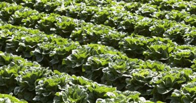 New Fungicide Strategy For Downy Mildew In Salad Crops