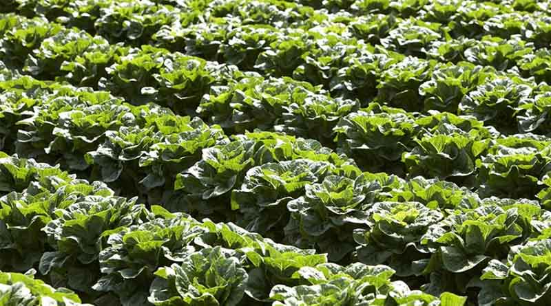 New Fungicide Strategy For Downy Mildew In Salad Crops