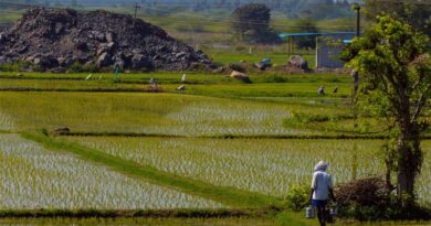 Generative AI-Powered Voice Technology In Agricultural Advisory Services: Lessons From India