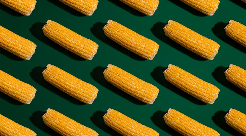The Architects Of Your Plate: Without Crop Breeding, Your Plate Would Be Empty