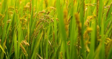 India’s Summer Rice Acreage Falls by 2.47 Lakh Hectares in 2026 Despite Overall Crop Area Growth