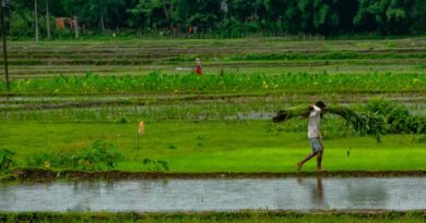 India Invites Stakeholder Feedback on Crop Grouping Norms for Pesticide Residue Evaluation