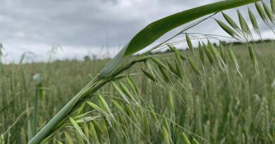 Herbicide Planning For Busy Spring Season Herbicide Planning For Busy Spring Season
