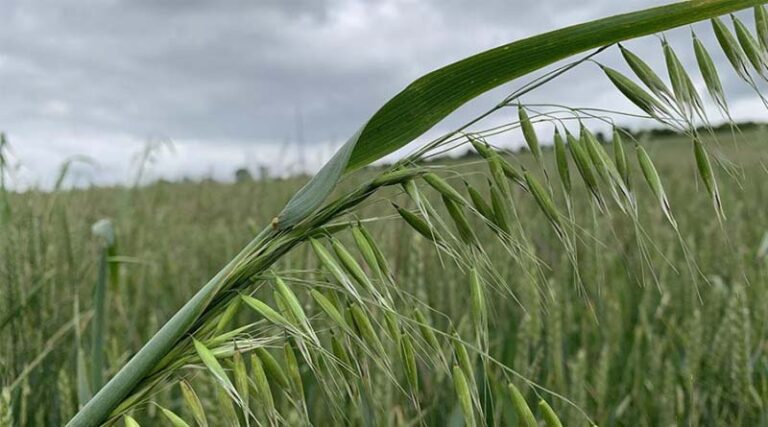 Herbicide Planning For Busy Spring Season