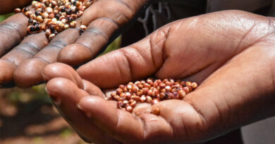 From Crisis to Opportunity: How Agricultural Innovation Can Buffer the Global Shock of the Iran War