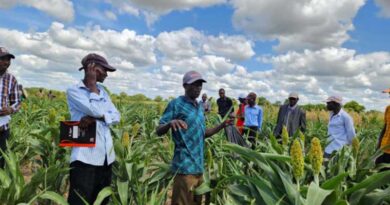 Transformative System Change Driving The Sorghum Value Chain