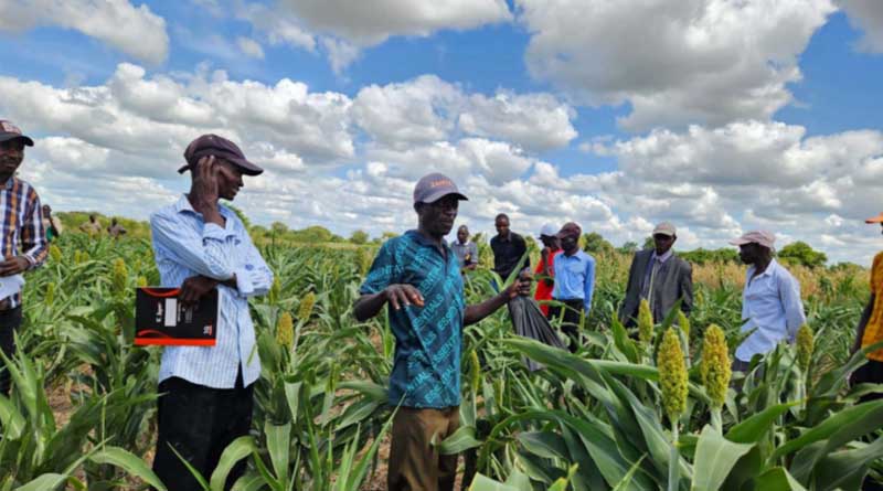 Transformative System Change Driving The Sorghum Value Chain