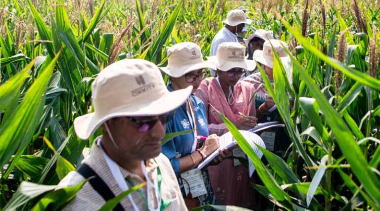 ICAR-IIMR and CIMMYT showcase maize innovation at “Maize Field Days” in India
