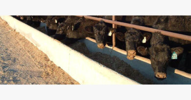 Cattle Chat: Beef Imports Help Balance U.S Ground Beef Supply Cattle Chat: Beef imports help balance U.S Ground Beef Supply