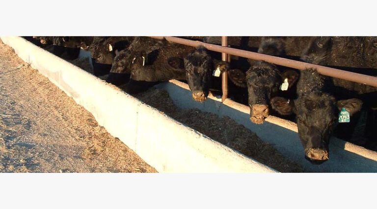 Cattle Chat: Beef imports help balance U.S Ground Beef Supply