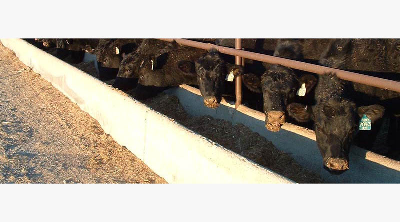 Cattle Chat: Beef imports help balance U.S Ground Beef Supply