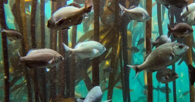 CCFFP37 / Fish And Fishery Products Committee Under Way By Correspondence CCFFP37 / Fish And Fishery Products Committee Under Way By Correspondence