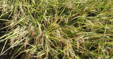 Hybrid Rice ‘Mestiso 120’ Breaks Records with Nearly 12 t/ha Yield in Nueva Ecija