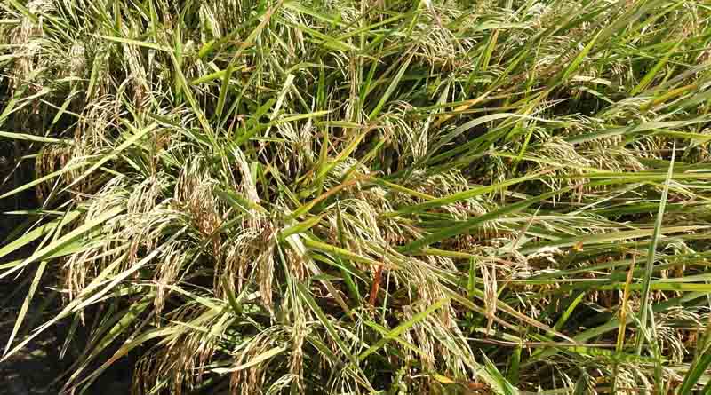 Hybrid Rice ‘Mestiso 120’ Breaks Records with Nearly 12 t/ha Yield in Nueva Ecija