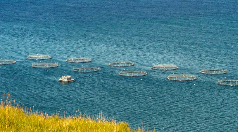 Washington State's Landmark Net Pen Aquaculture Ban Protected in Victory for Clean Water and Aquatic Ecosystems