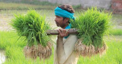 Haryana’s New Procurement Policy: To Ease or to Tease the Farmers? Haryana’s New Procurement Policy: To Ease or to Tease the Farmers?