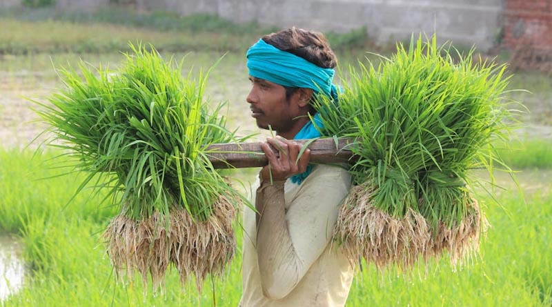 Haryana’s New Procurement Policy: To Ease or to Tease the Farmers?