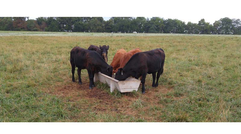 Producers Urged To Implement STrong Identification ProCesses To Safeguard Cow Herd