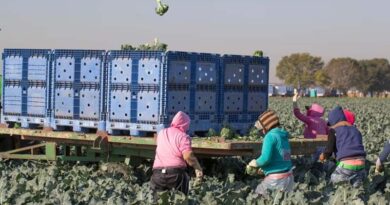 Ready For The Future With Labour-Friendly Broccoli Ready For The Future With Labour-Friendly Broccoli