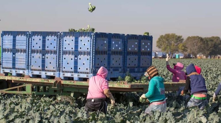 Ready For The Future With Labour-Friendly Broccoli