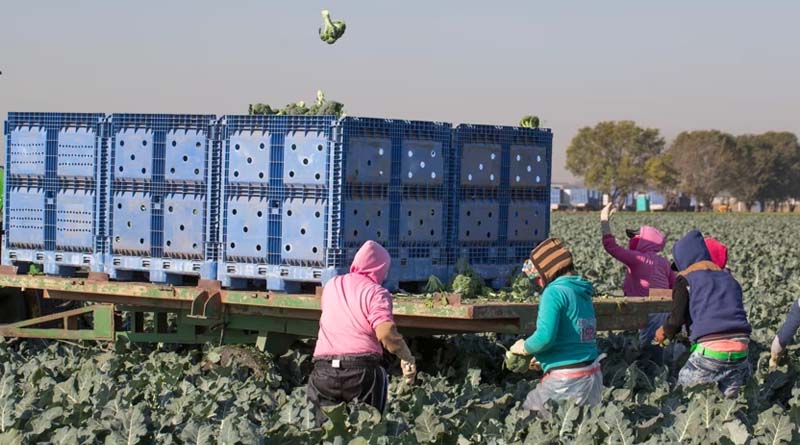 Ready For The Future With Labour-Friendly Broccoli
