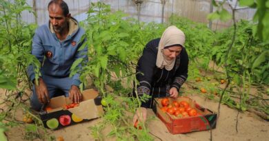 Gaza Strip: FAO Scales Up Conditional Cash Assistance To 1,000 More Farmers, Calls For Liberalization Of Private Sector Imports Of Agricultural Inputs Gaza Strip: FAO Scales Up Conditional Cash Assistance To 1,000 More Farmers, Calls For Liberalization Of Private Sector Imports Of Agricultural Inputs