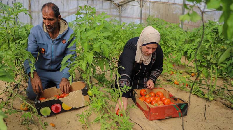 Gaza Strip: FAO Scales Up Conditional Cash Assistance To 1,000 More Farmers, Calls For Liberalization Of Private Sector Imports Of Agricultural Inputs
