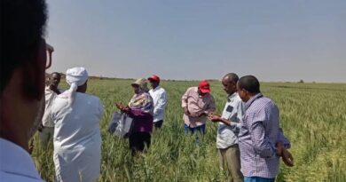 Partnering with the Private Sector to Deliver Wheat Technologies and Innovations in Sudan