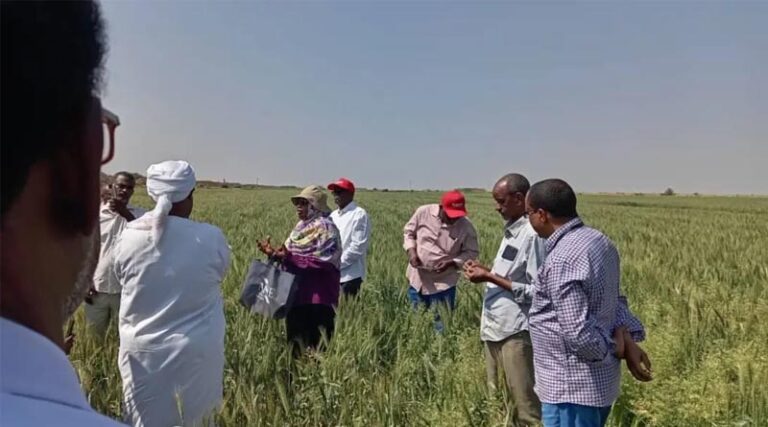 Partnering with the Private Sector to Deliver Wheat Technologies and Innovations in Sudan