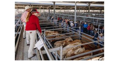 Australian Cattle Prices Facing Stern Test Australian Cattle Prices Facing Stern Test