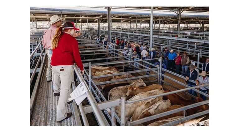 Australian Cattle Prices Facing Stern Test