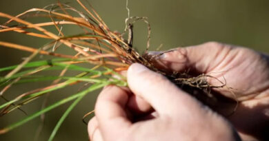 Syngenta Unveils VIRESTINA™ Technology, a Global Breakthrough In Controlling Grass Weeds Syngenta Unveils VIRESTINA™ Technology, a Global Breakthrough In Controlling Grass Weeds