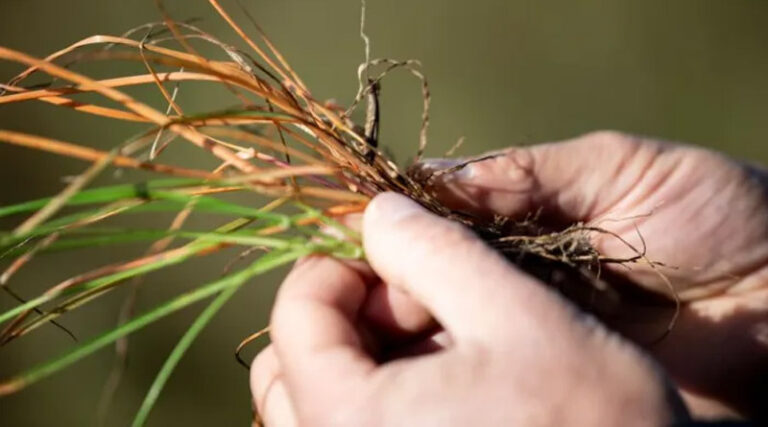 Syngenta Unveils VIRESTINA™ Technology, a Global Breakthrough In Controlling Grass Weeds