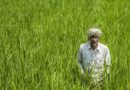 India Sets New Food Grain Production Record at 376.56 Million Tonnes in 2025-26