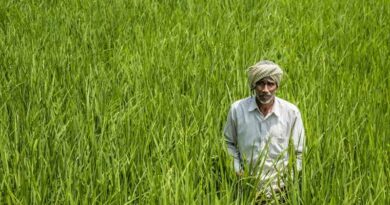 India Sets New Food Grain Production Record at 376.56 Million Tonnes in 2025-26 India Sets New Food Grain Production Record at 376.56 Million Tonnes in 2025-26