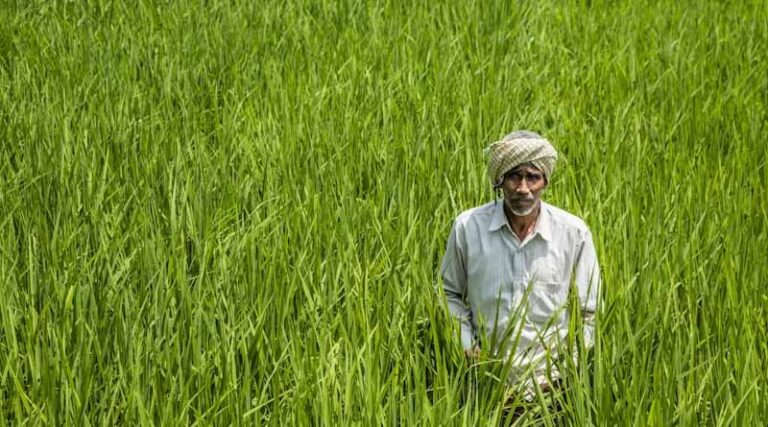 India Sets New Food Grain Production Record at 376.56 Million Tonnes in 2025-26