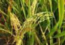 High Yielding Paddy Variety