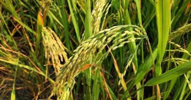 High Yielding Paddy Variety: Pusa Basmati 6 (Pusa 1401) High Yielding Paddy Variety