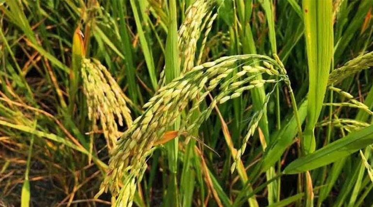 High Yielding Paddy Variety