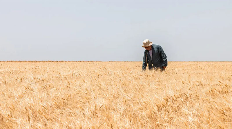 Breeding Durum Wheat – Together with Farmers