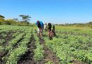 ICRISAT Expands Climate-Resilient Chickpea Production in Southern Africa Amid Rising Market Demand